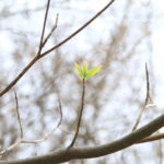 春先に感じる体調不良「木の芽時症候群」を和らげる３つの方法